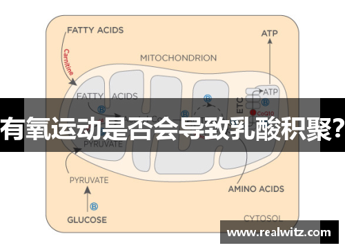 有氧运动是否会导致乳酸积聚？