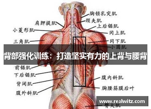背部强化训练：打造坚实有力的上背与腰背